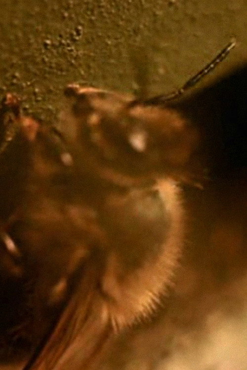 Sweet Rhythms Poster