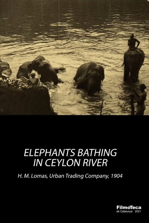Elephants Bathing in Ceylon River Poster