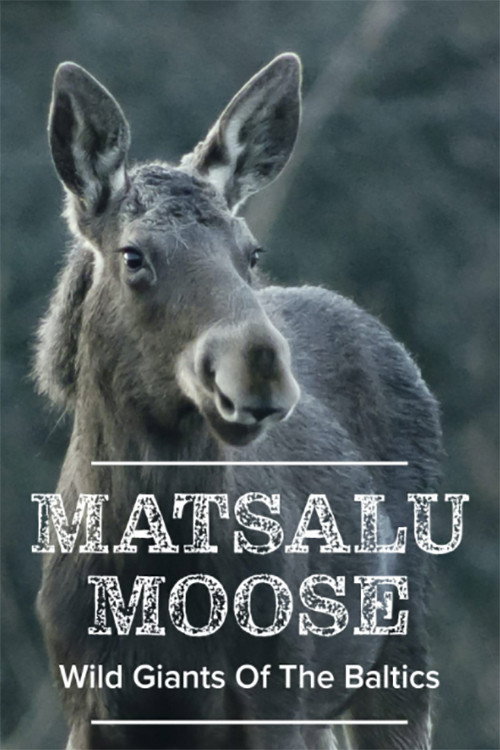 Matsalu Moose: Wild Giants of the Baltics Poster