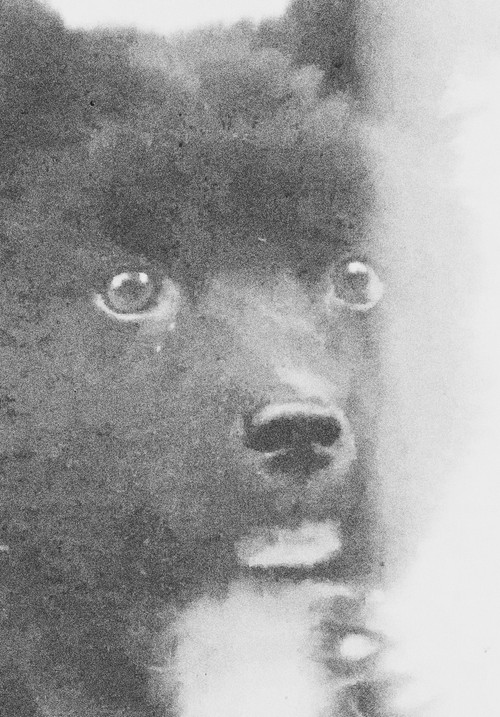 The Middle Dog's Day Poster