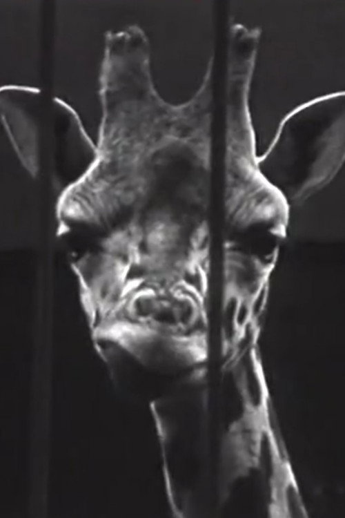 The Intellectual Afternoon Poster