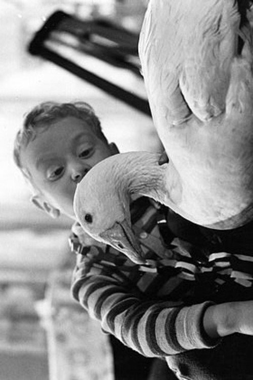 Peterle und die Weihnachtsgans Auguste Poster