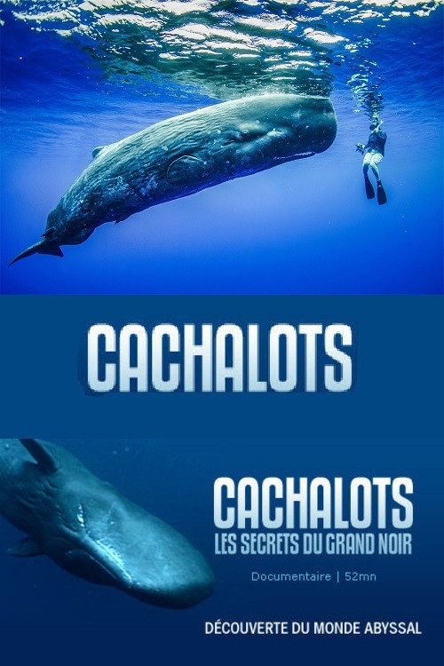 Cachalots, les Secrets du Grand Noir Poster