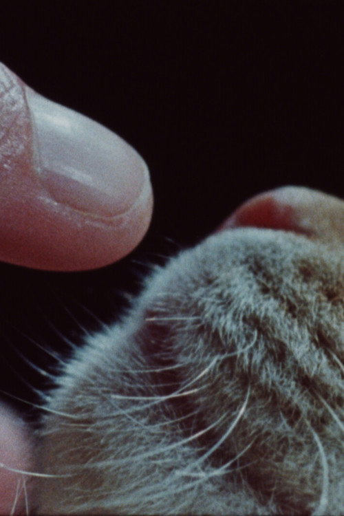 Body, remember... Poster