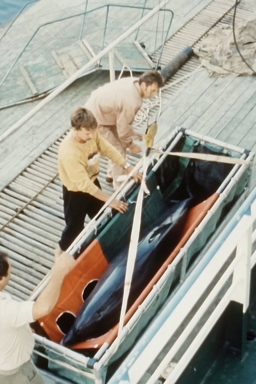 Visit (Dolphins Go Visiting) Poster