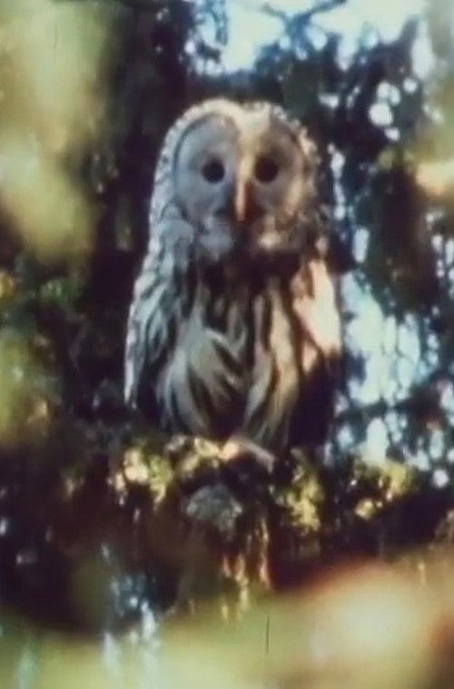 Cry, Beloved Land Poster