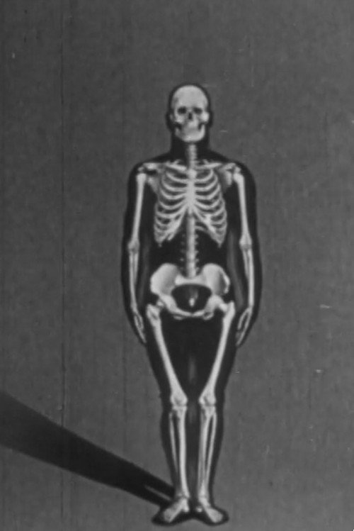 Human skeleton, structure and joints - Part I Poster