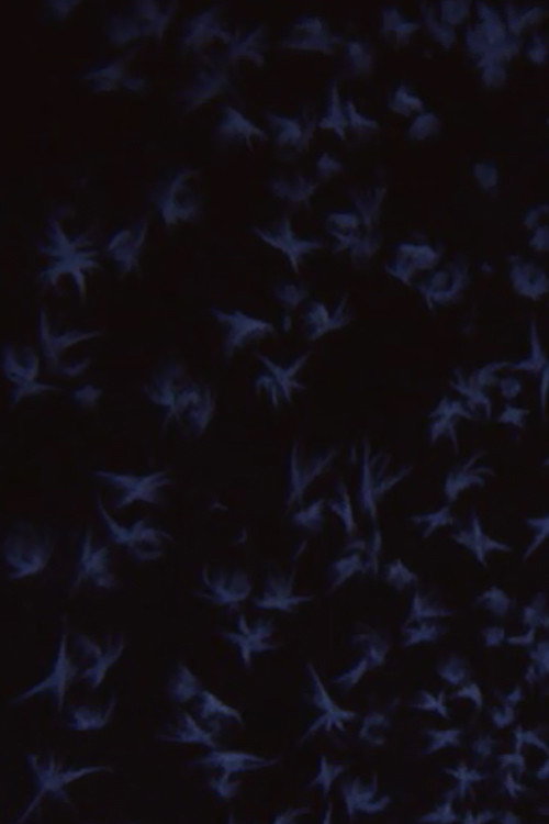 Albedo 0.97 Poster