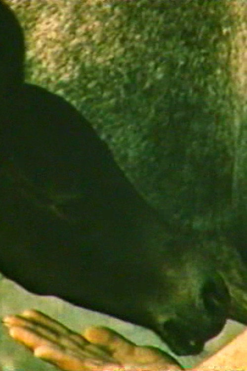 The Story of One Run Poster