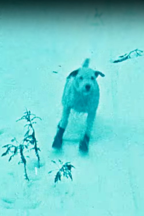 A Winter's Tale Poster