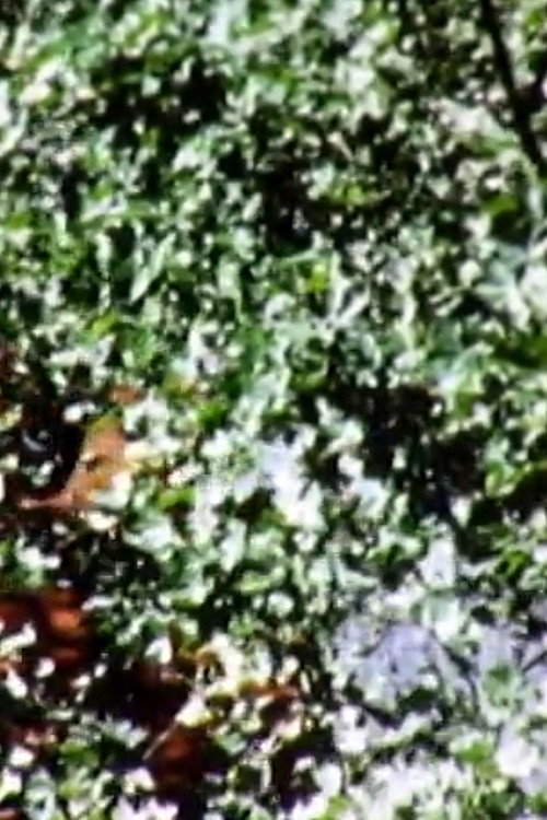 Leaves Poster