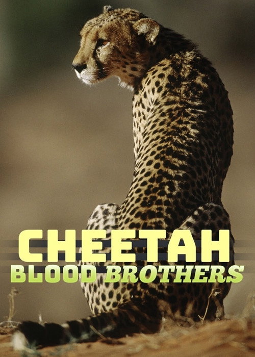 Cheetah Blood Brothers Poster