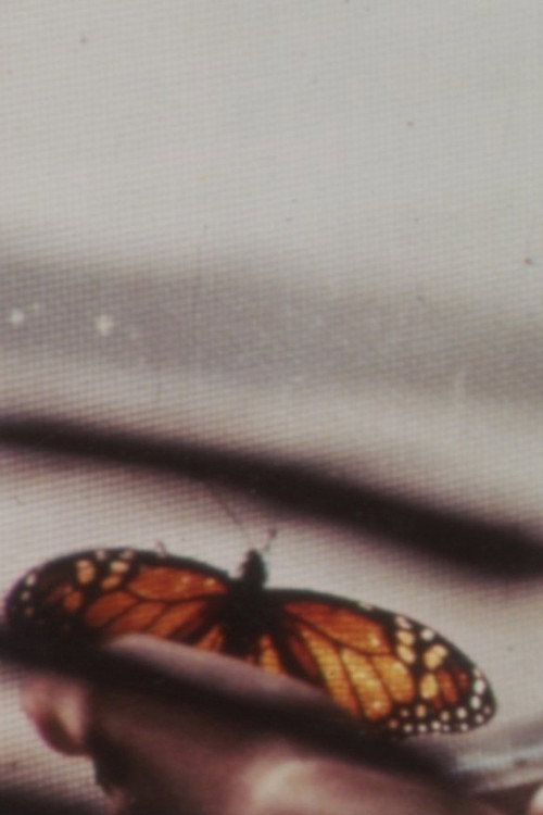 The Butterfly Poster