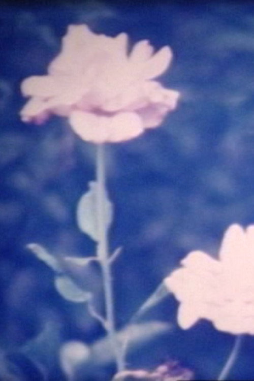 When the flower blooms Poster