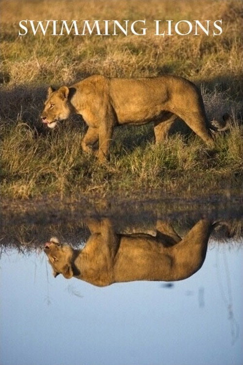 Swimming Lions Poster