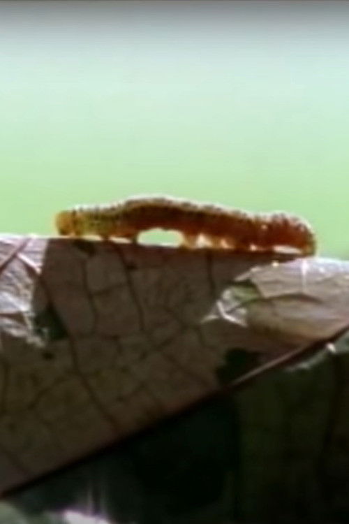 Sound of Steps Poster