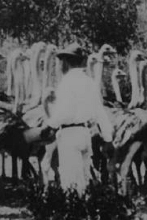 Scenes on Mr. Smit's Ostrich Farm Poster