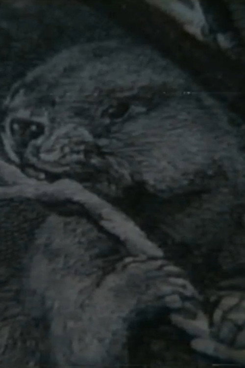 Beaver Report Poster