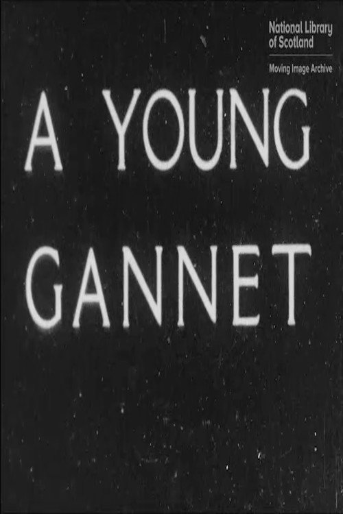 A Young Gannet Poster