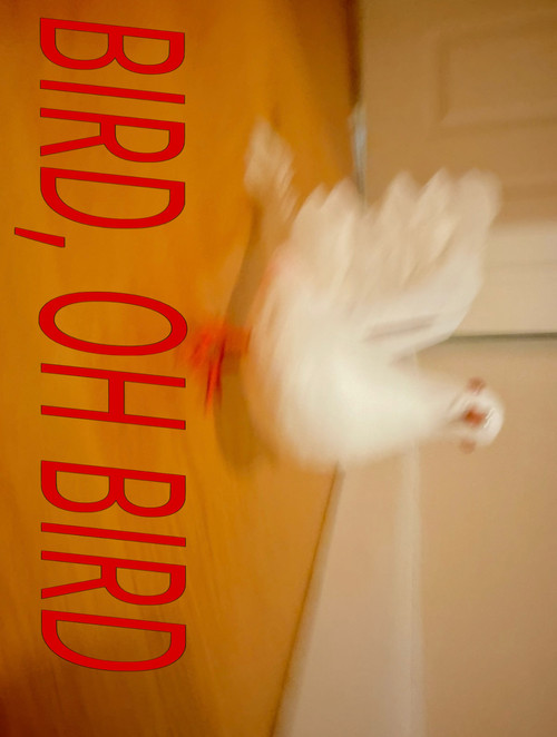 Bird, Oh Bird Poster