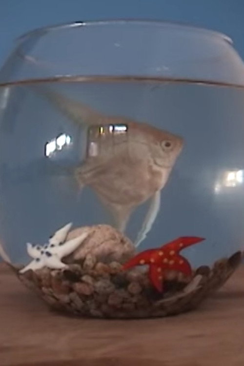 El gabinete del doctor mojado - Piloto CNTV Poster