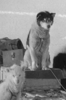 Greenland Rymill 1933 Poster