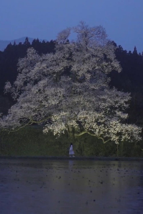 Cherry Blossom on My Palm Poster