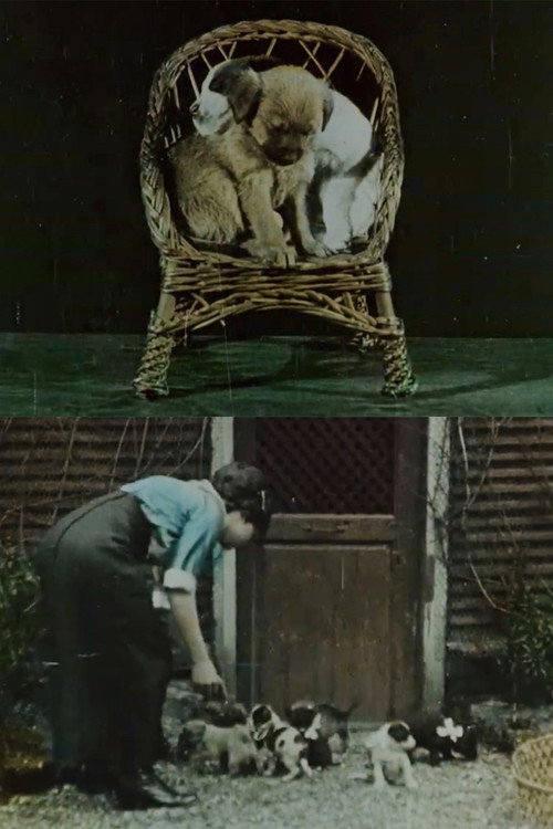 Family of Puppies Poster