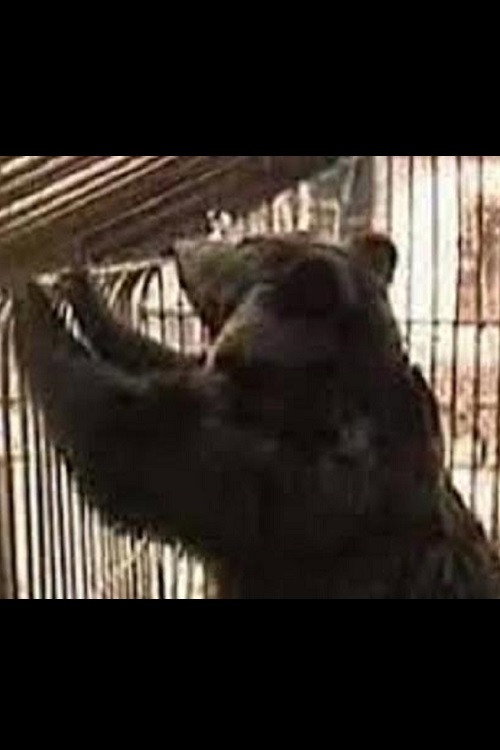 Why Does Kolkhoz Need Bears? Poster