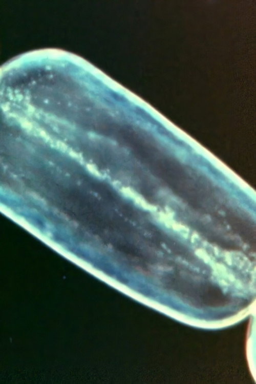 The Secrets of Life Poster