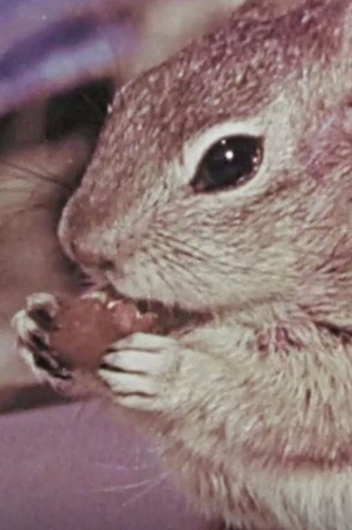 Squeak the Squirrel Poster