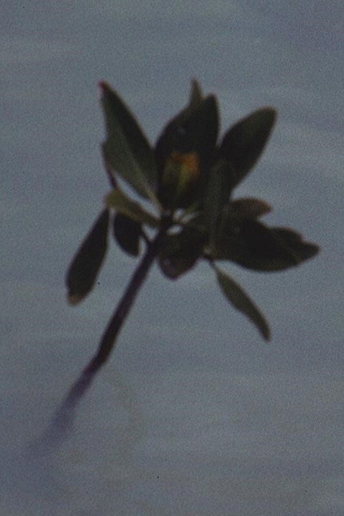 Mangrove Ring Poster