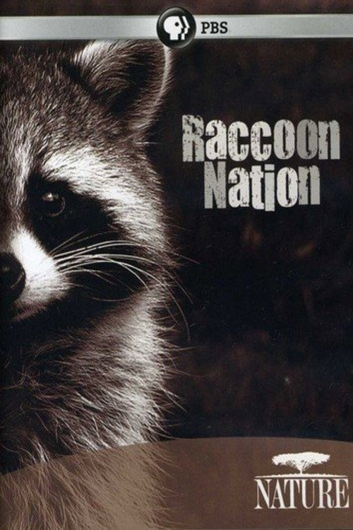 Raccoon Nation Poster