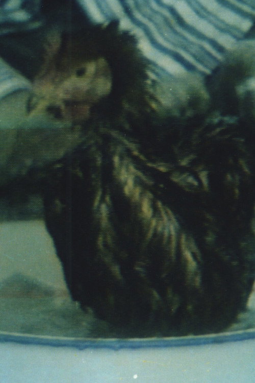 Hygiene No.3 Poster