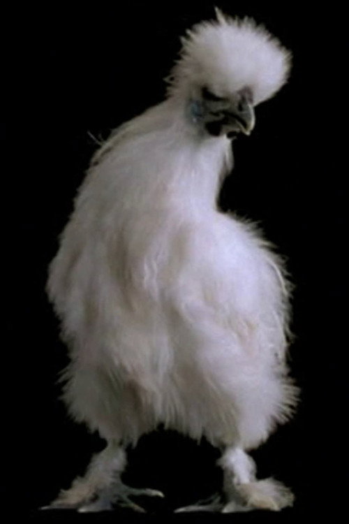 Qui a mangé la soupe cosmique? Poster