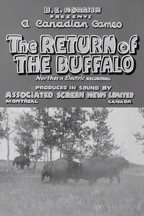 Return of the Buffalo Poster