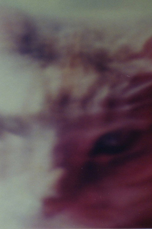Two Cats Poster