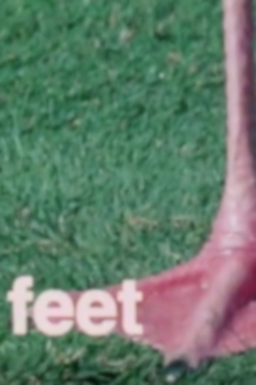 What Are Letters For? Poster