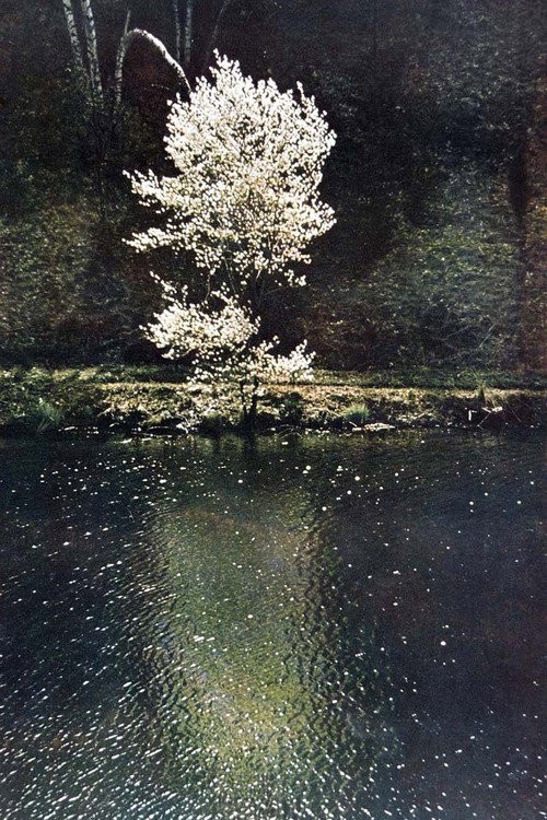 The Little Tree Poster