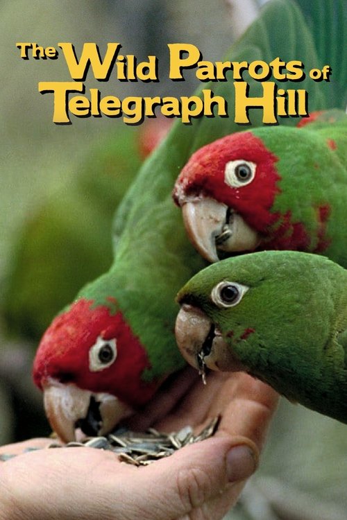 The Wild Parrots of Telegraph Hill Poster