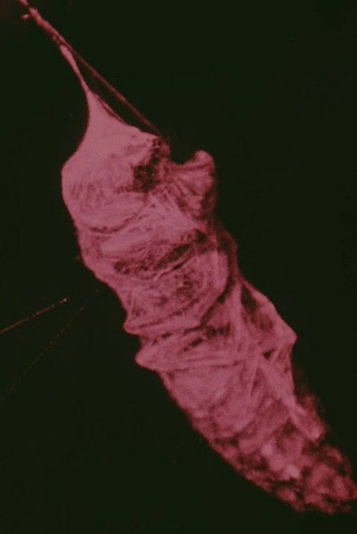 The Habits of Field Spiders Poster