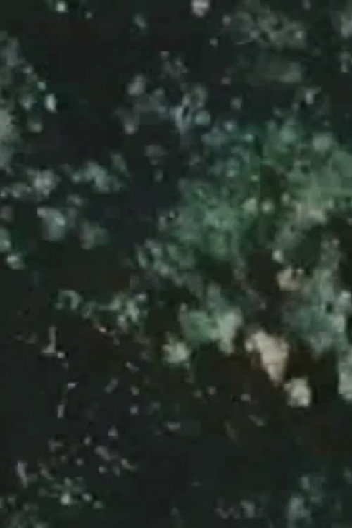 Song 14 Poster