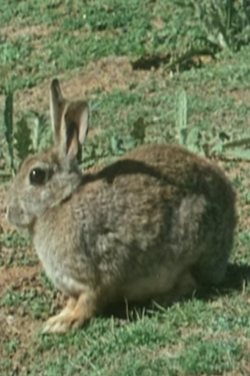 The Rabbit in Australia Poster