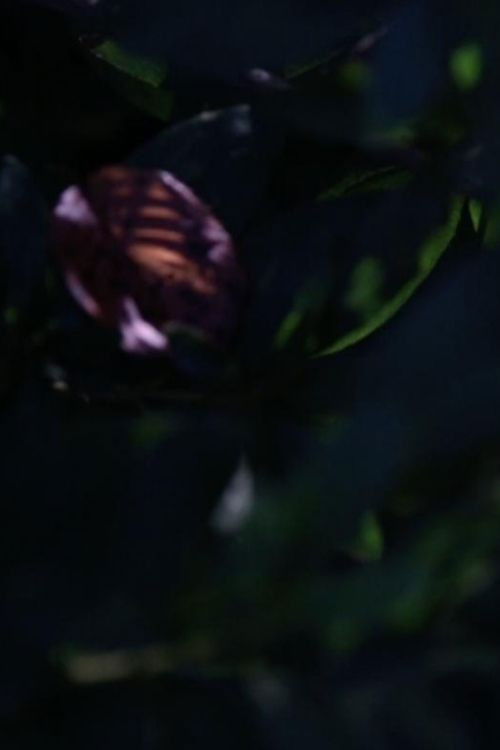 Surface Memory Oblivion Poster