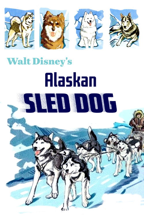 Alaskan Sled Dog Poster