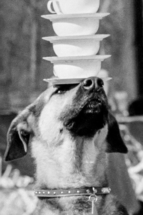 Doggie Chronicle Poster