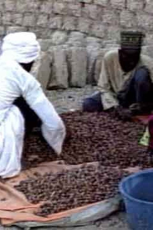 Les Dattiers, richesses du Borkou Poster