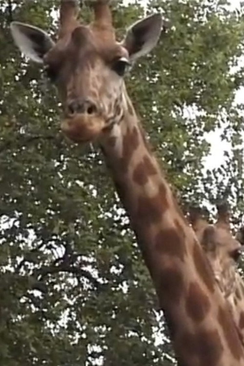 Girafe Poster