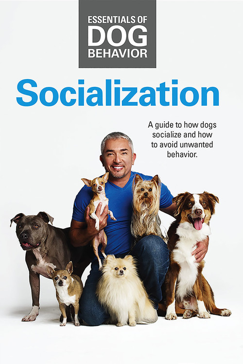 Essentials of Dog Behavior: Socialization Poster