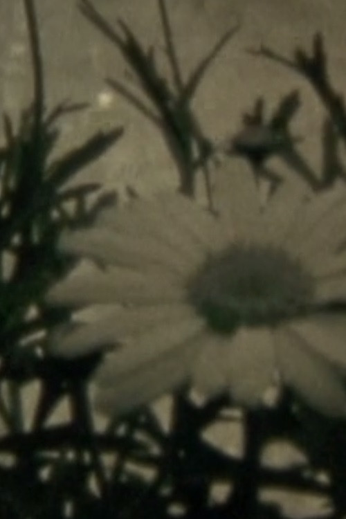 Blumenhysterie Poster